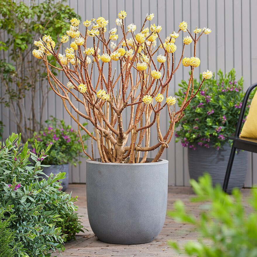 삼지닥나무 그랜디플로라 C3포트 이미지 2