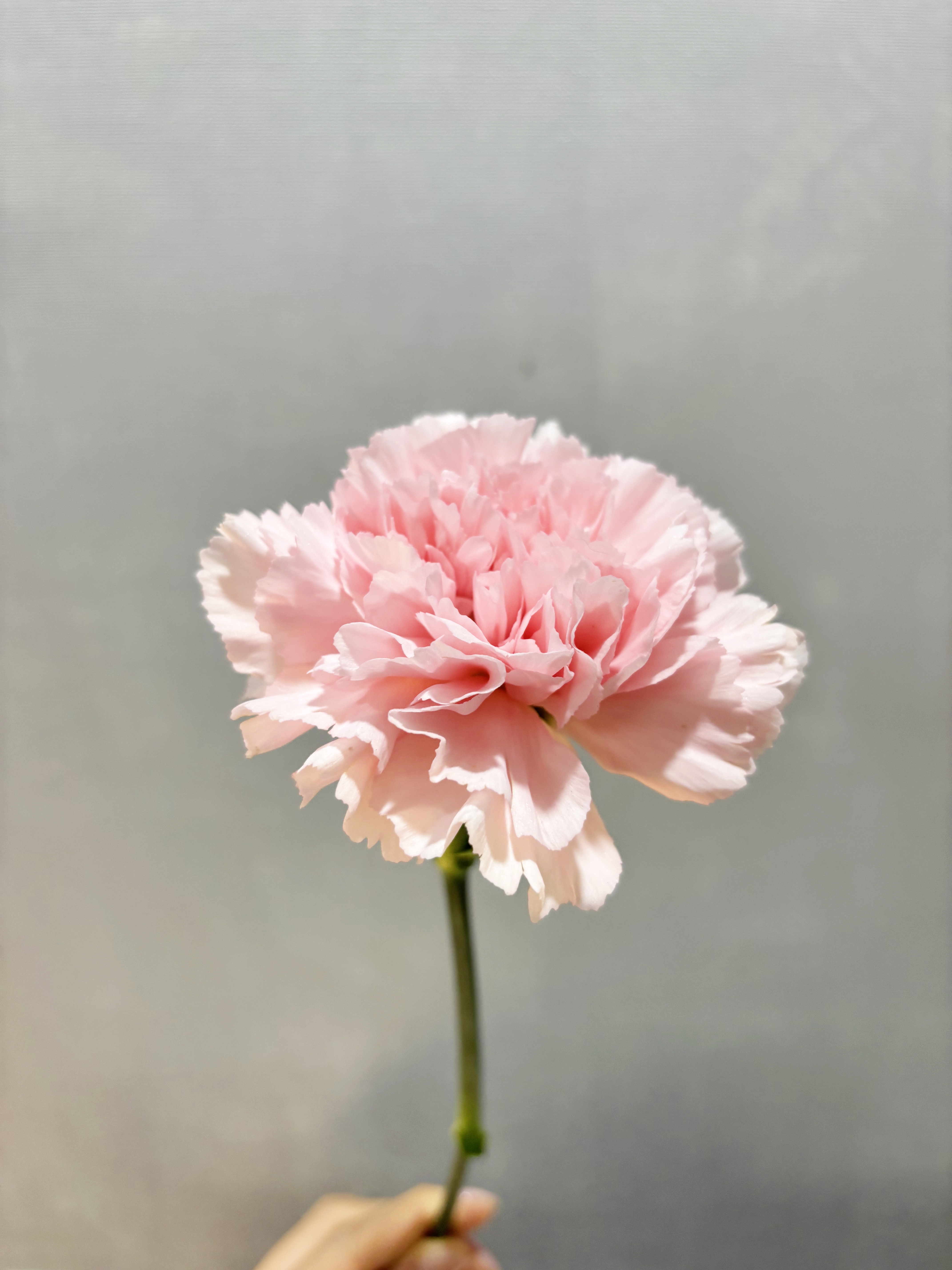 오묘한꽃집 한송이 꽃다발 거베라 카네이션 장미 소국 생화 미니 단체꽃 어린이집 유치원 이미지 7