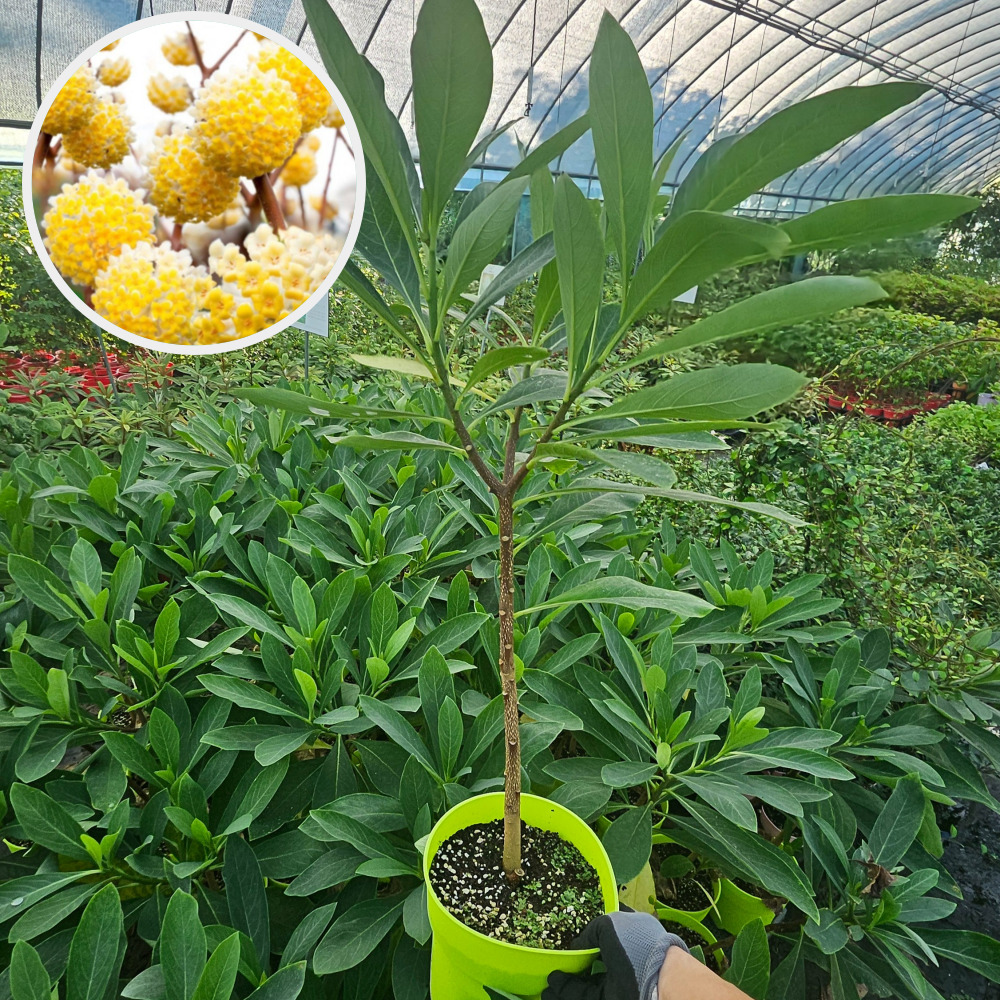 삼지닥나무 그랜디플로라 C3포트 실사용 후기 | 효과 있을까? - 대표 이미지