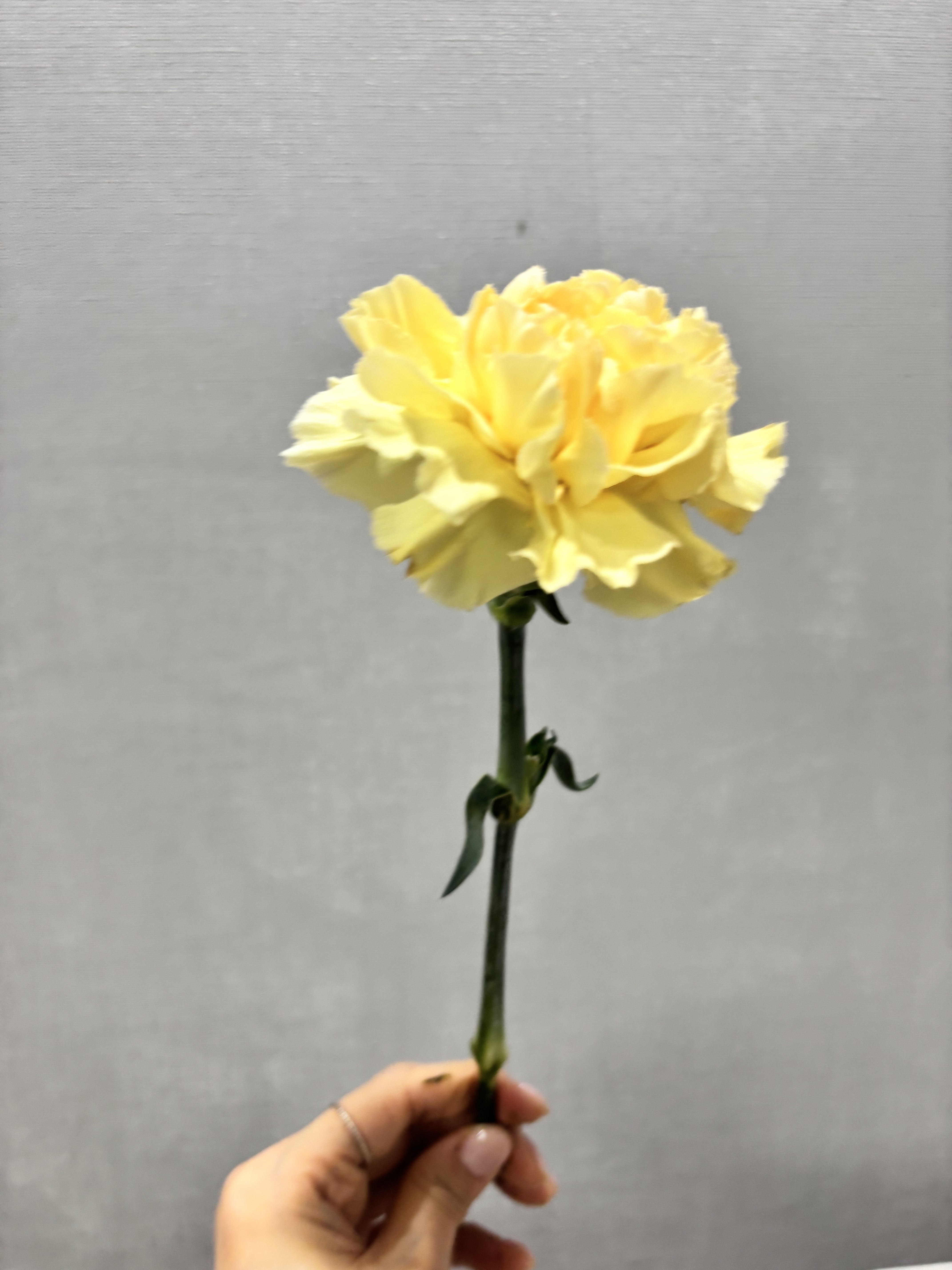 오묘한꽃집 한송이 꽃다발 거베라 카네이션 장미 소국 생화 미니 단체꽃 어린이집 유치원 이미지 6