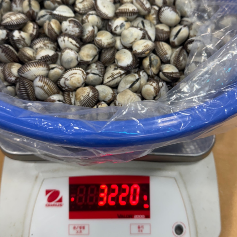 자연가득 남해안 겨울 조개의 진수 새꼬막 피꼬막 3kg - 상세 이미지 5