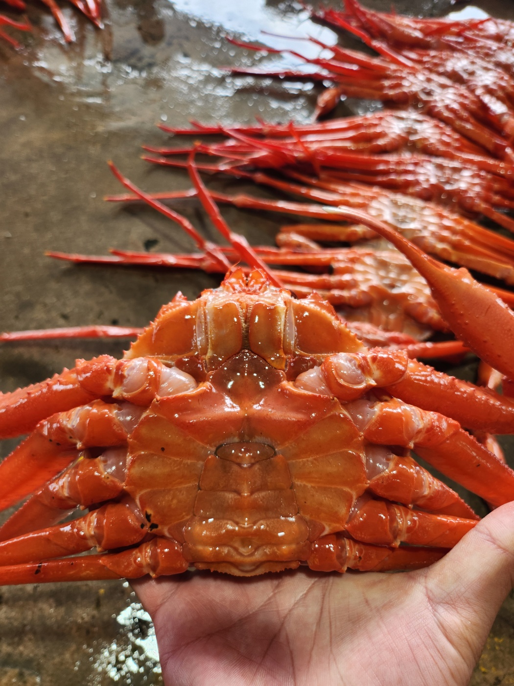 나나수산 홍게 제철 울진 홍게 산지직송 촉촉한 싱싱한 신선한 식감 국내산 가족 식사 선물용 - 상세 이미지 5