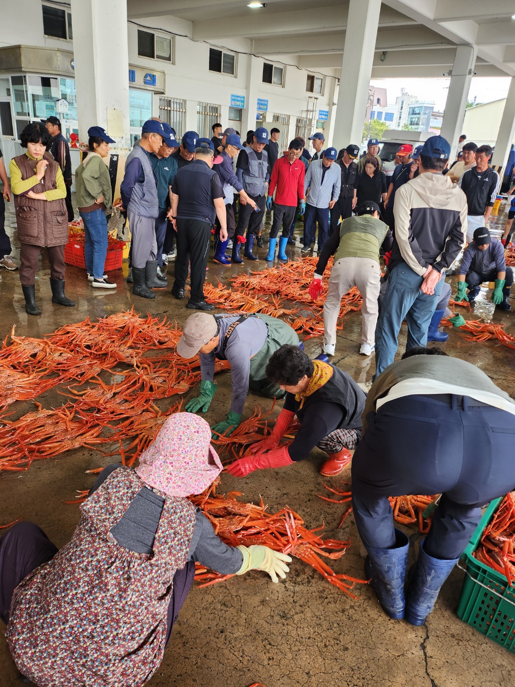 나나수산 홍게 제철 울진 홍게 산지직송 촉촉한 싱싱한 신선한 식감 국내산 가족 식사 선물용 - 상세 이미지 4