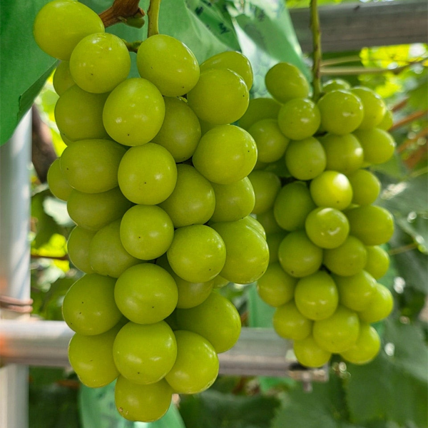 경북 영천 샤인머스켓 특품 선물용 산지직송 노지재배 망고포도 2kg 4kg