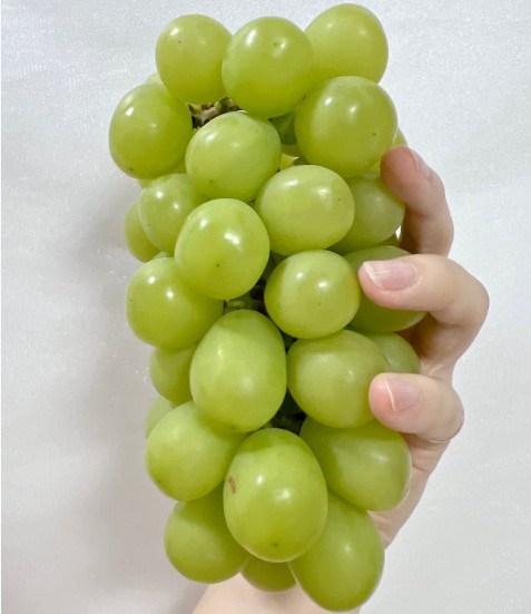경북 영천 샤인머스켓 특품 선물용 산지직송 노지재배 망고포도 2kg 4kg - 상세 이미지 3