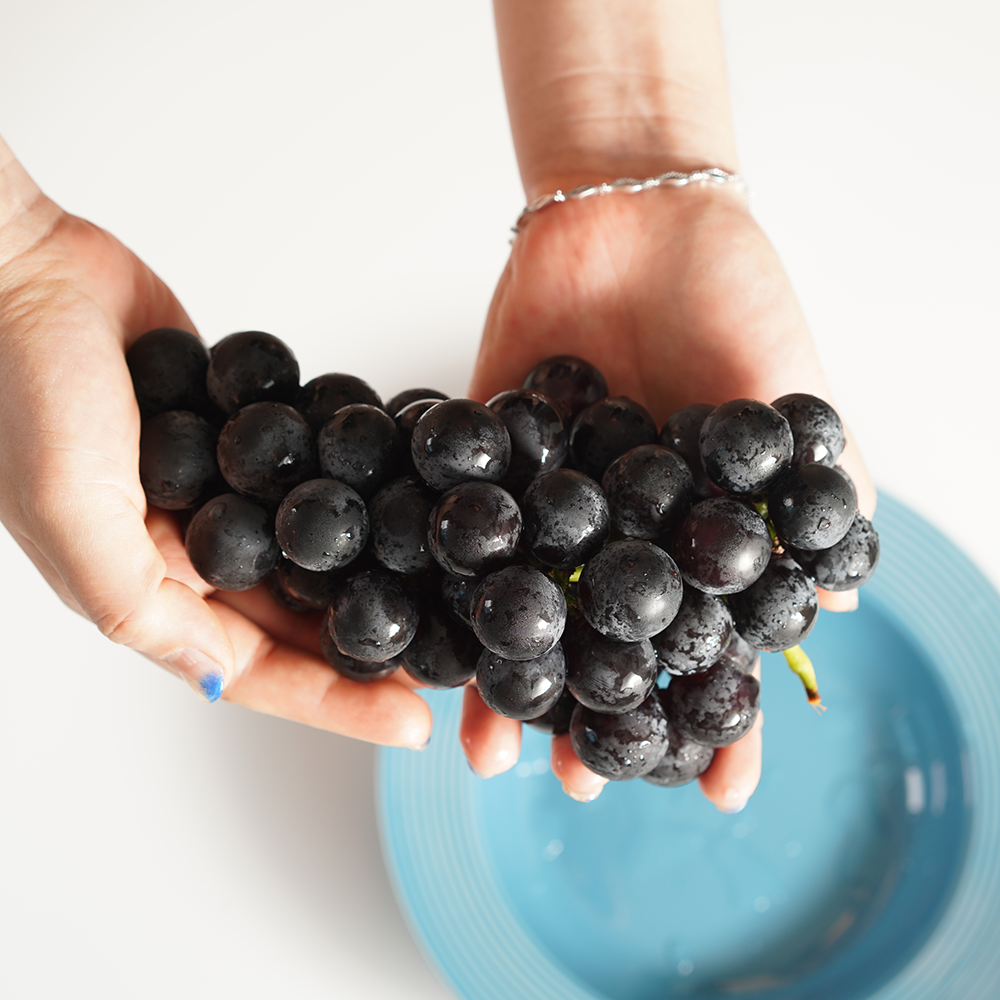 고당도 켐벨 포도 1kg 2kg 3kg 제철 산지직송 선물 세트