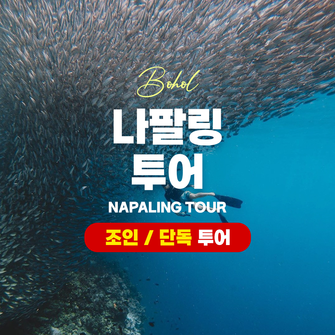 보홀 나팔링 투어 스노클링 정어리떼 체험 프리다이빙 자유여행 패키