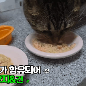 [유통기한]이나바 토퍼 후레이크 고양이 사료토핑 간식 진한가다랑어포육수믹... 솔직 후기 | 실제 사용자 리뷰 총정리 - 상품 이미지 4