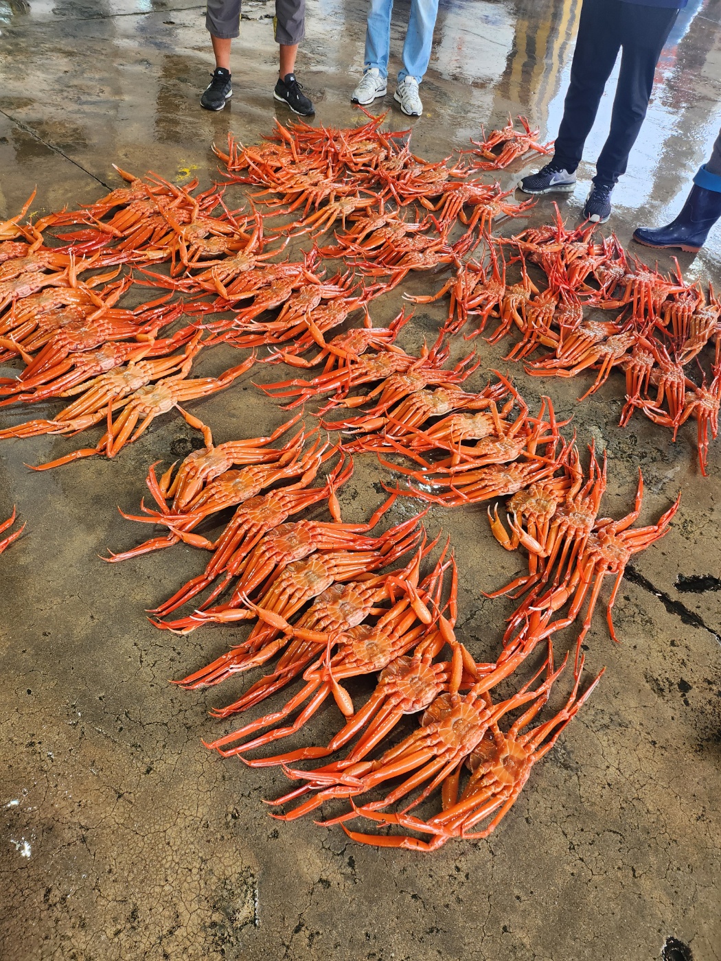 나나수산 홍게 제철 울진 홍게 산지직송 촉촉한 싱싱한 신선한 식감 국내산 가족 식사 선물용 - 상세 이미지 3