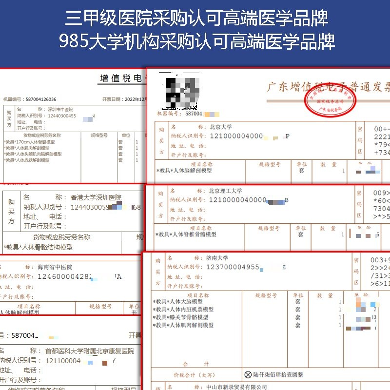 인체 뼈 모형 해부학 신체 전신골격 전신 인대 골격 병원 교육용 두개골 - 상세 이미지 3