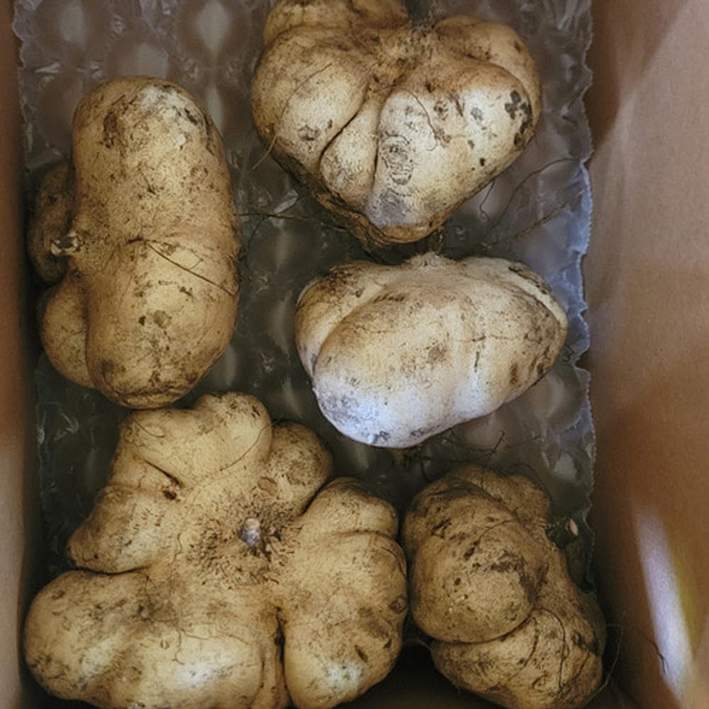 히카마 멕시코 감자 히까마 얌빈 인디언 맥시코 국산 제주도 국내산 효능 3kg - 상세 이미지 4