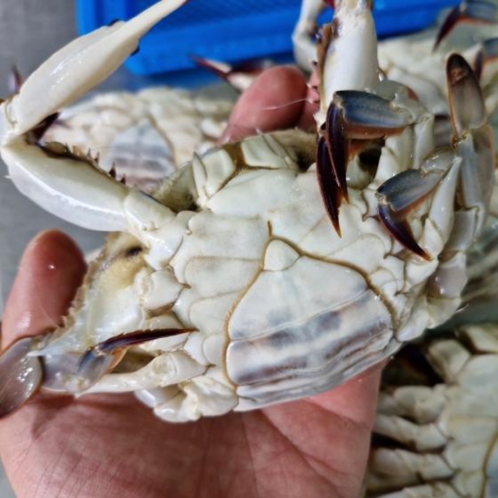 냉동 암꽃게 꽃게 간장게장 양념 서해안 꽂개 서해 꽃개 1kg 급냉 게장용 급랭 암게 - 상세 이미지 2