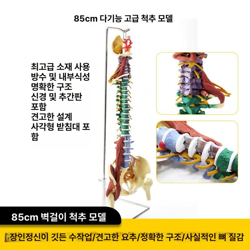 척추 모형 요추 정형외과 과학실 스탠딩 교구 병원 고관절 해부 디테일 추간판 골다공증 85cm 골격+무릎골격 컬러 분리 - 상세 이미지 5