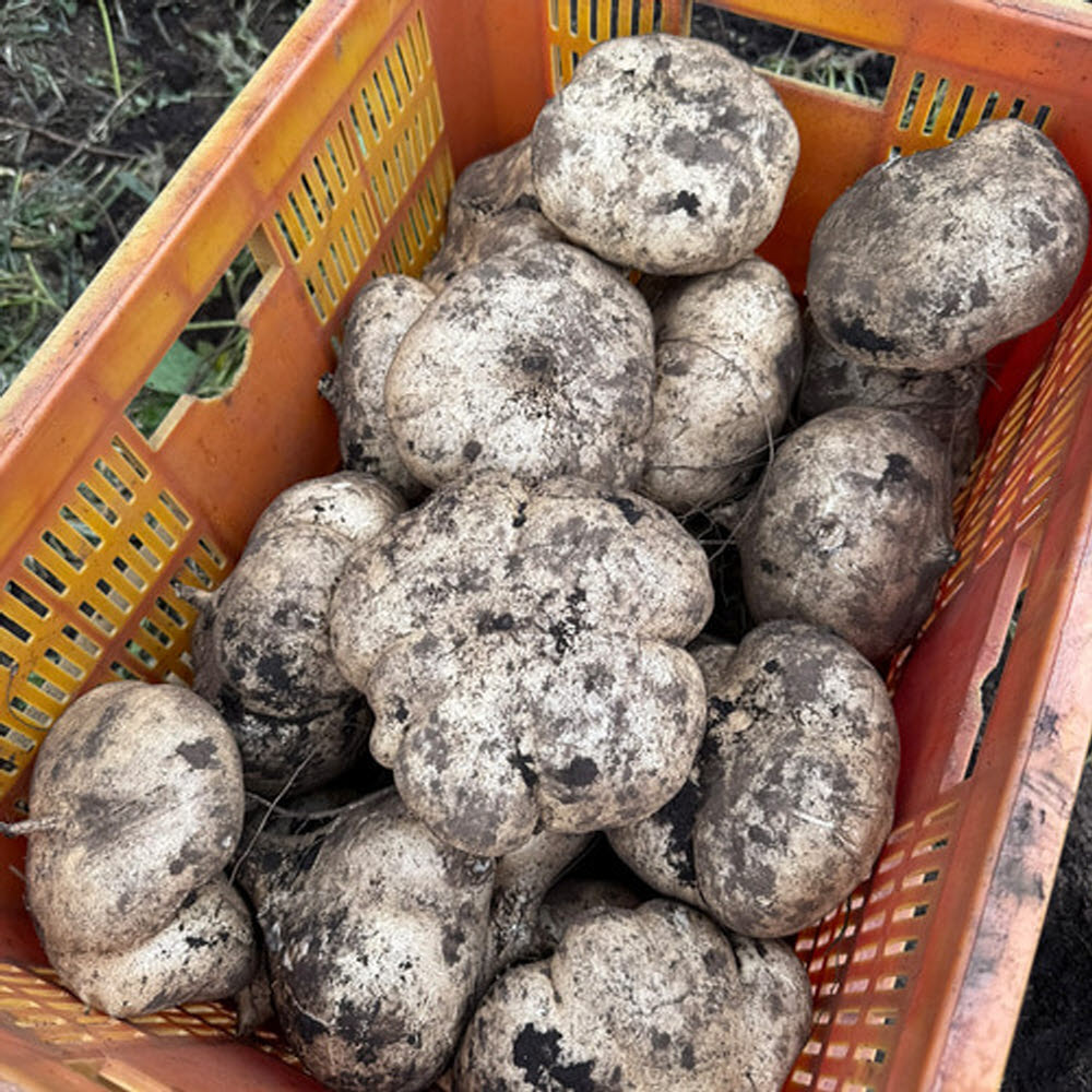 히카마 멕시코 감자 히까마 얌빈 인디언 맥시코 국산 제주도 국내산 효능 3kg - 상세 이미지 3