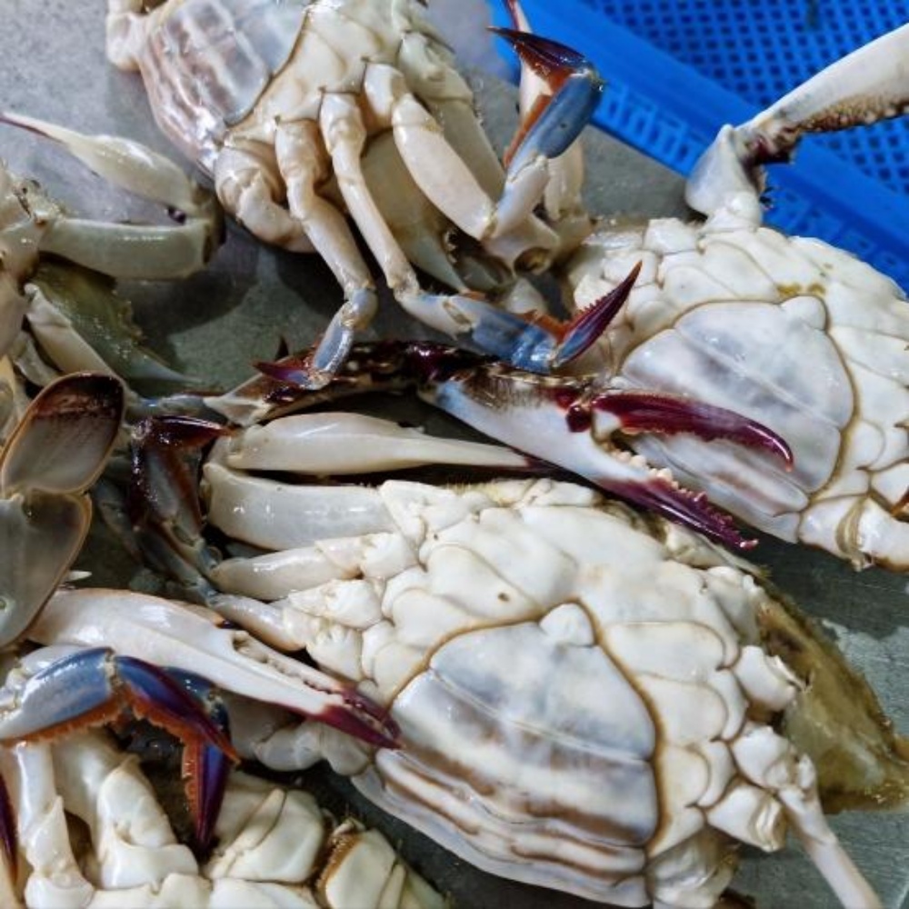 냉동 암꽃게 꽃게 간장게장 양념 서해안 꽂개 서해 꽃개 1kg 급냉 게장용 급랭 암게 - 상세 이미지 3