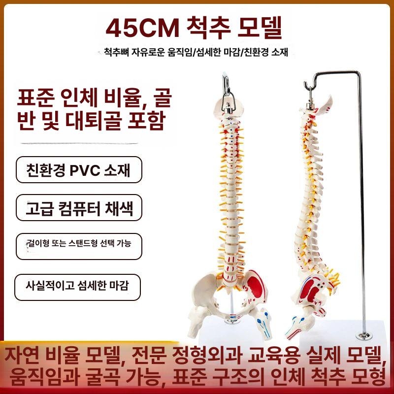 척추 모형 요추 정형외과 과학실 스탠딩 교구 병원 고관절 해부 디테일 추간판 골다공증 85cm 골격+무릎골격 컬러 분리 - 상세 이미지 4