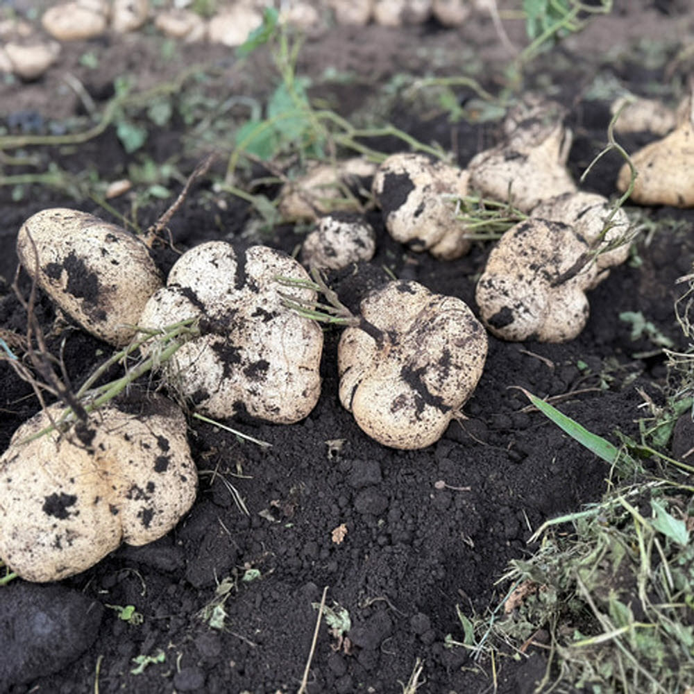 히카마 멕시코 감자 히까마 얌빈 인디언 맥시코 국산 제주도 국내산 효능 3kg