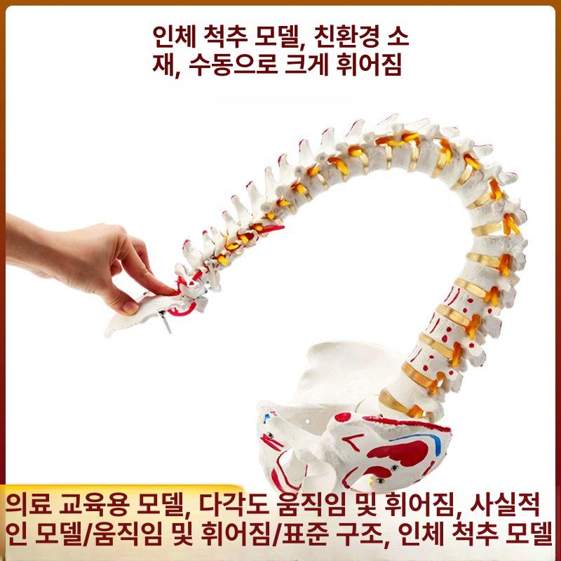 척추 모형 요추 정형외과 과학실 스탠딩 교구 병원 고관절 해부 디테일 추간판 골다공증 85cm 골격+무릎골격 컬러 분리 - 상세 이미지 3