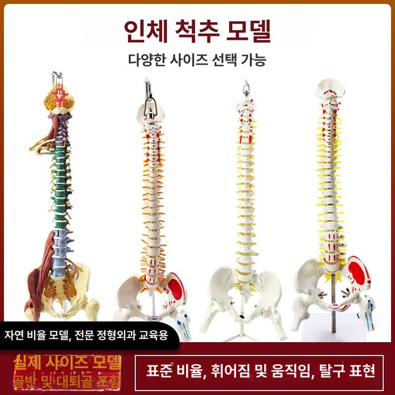 척추 모형 요추 정형외과 과학실 스탠딩 교구 병원 고관절 해부 디테일 추간판 골다공증 85cm 골격+무릎골격 컬러 분리 - 상세 이미지 2