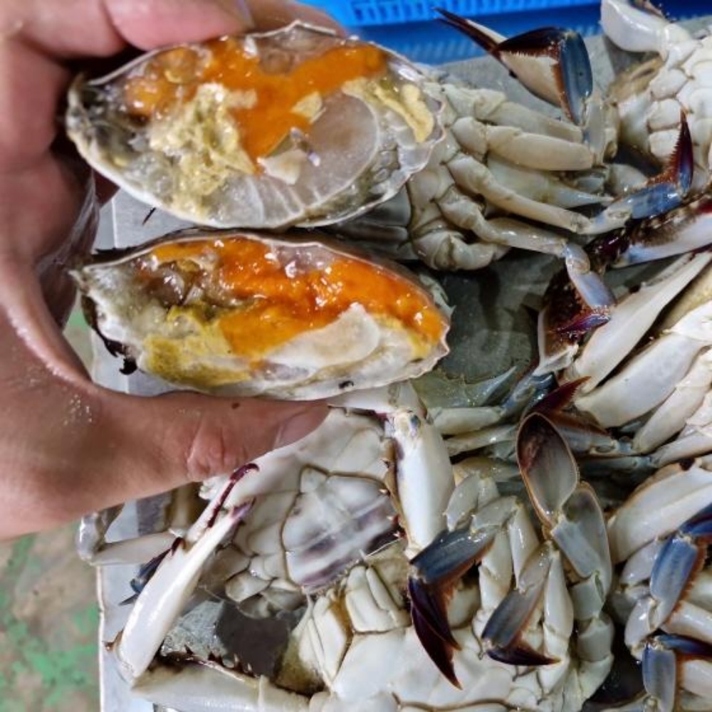 냉동 암꽃게 꽃게 간장게장 양념 서해안 꽂개 서해 꽃개 1kg 급냉 게장용 급랭 암게 - 상품 이미지