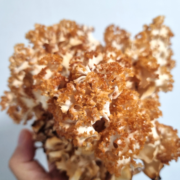 베타글루칸 꽃송이버섯 부모님 건강 선물 답례품 명절 추석 100g, 1개 - 상세 이미지 4