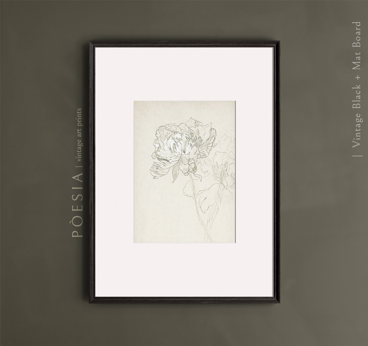 [소피아 L. 크라운필드] Study of Peonies 39.8×54.9 cm 매트&액자 포함 - 상세 이미지 3