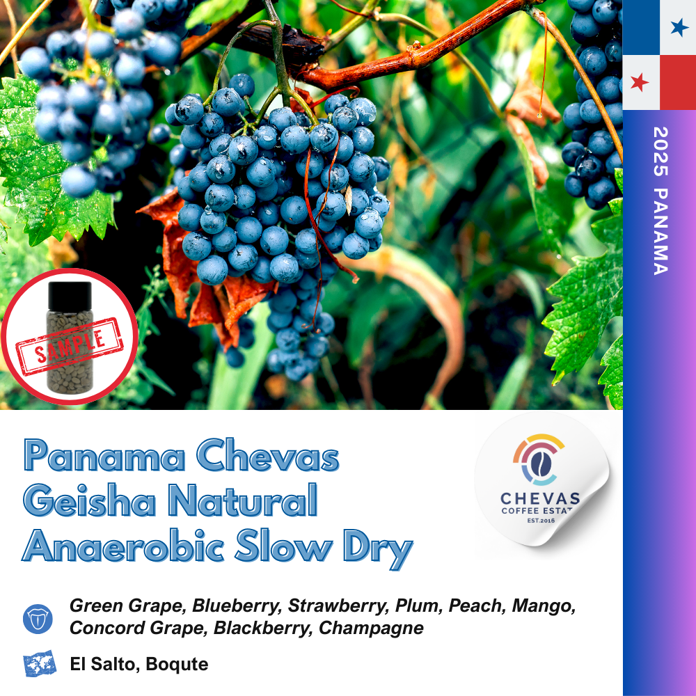 파나마 체바스 게이샤 ASD