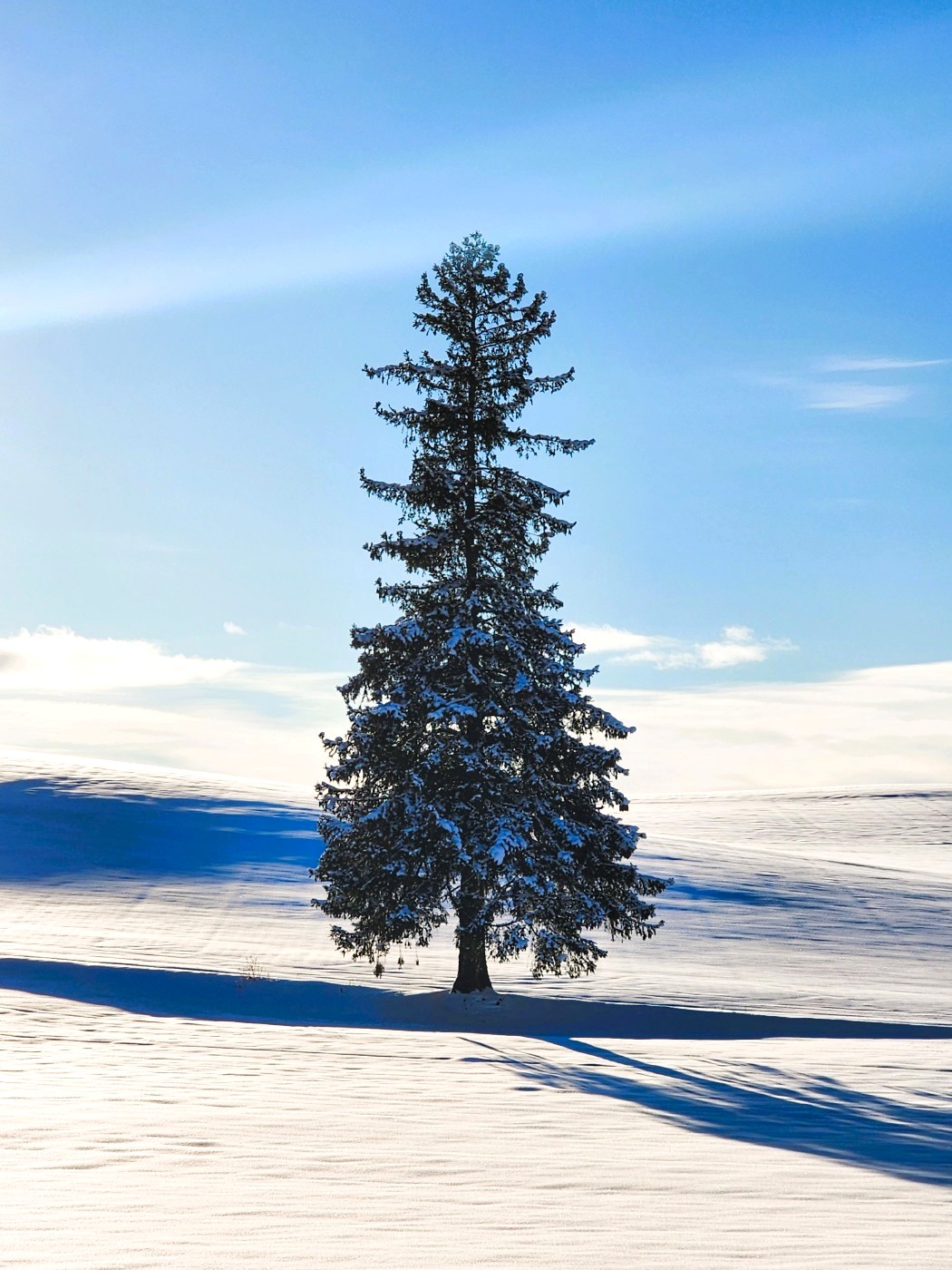 [매일출발/쥰페이예약] 삿포로 비에이 후라노 버스투어 엔데이트립