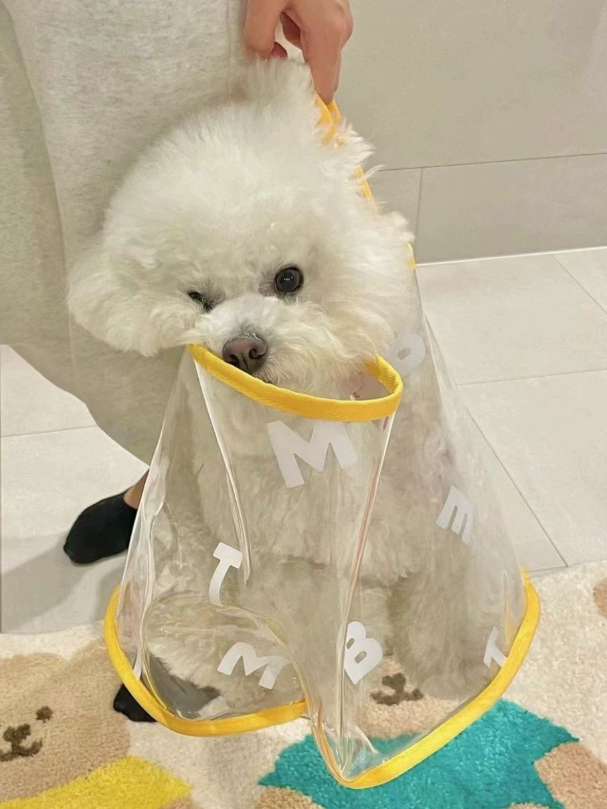 보관함 강아지 강아지용품 키링 옷걸이 메모리얼 반려견 수염 기억 진공 사료통 레드 스몰 - 상세 이미지 5
