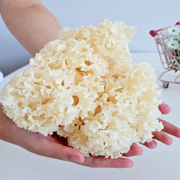 베타글루칸 꽃송이버섯 부모님 건강 선물 답례품 명절 추석 500g, 1개 - 상세 이미지 2