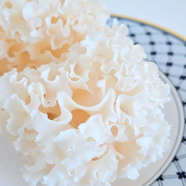 베타글루칸 꽃송이버섯 부모님 건강 선물 답례품 명절 추석 500g, 1개 이미지 7