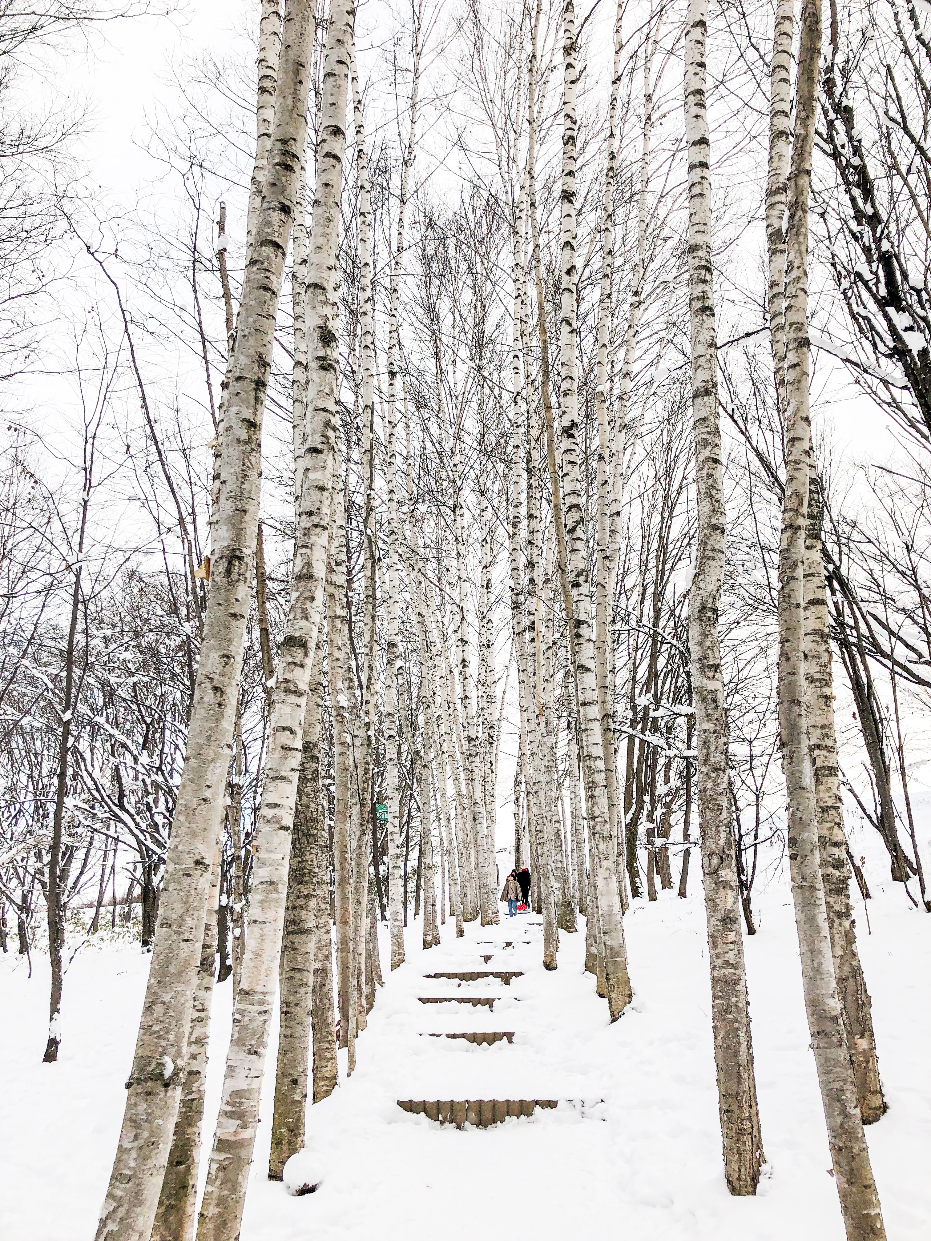 [매일출발/쥰페이예약] 삿포로 비에이 후라노 버스투어 엔데이트립