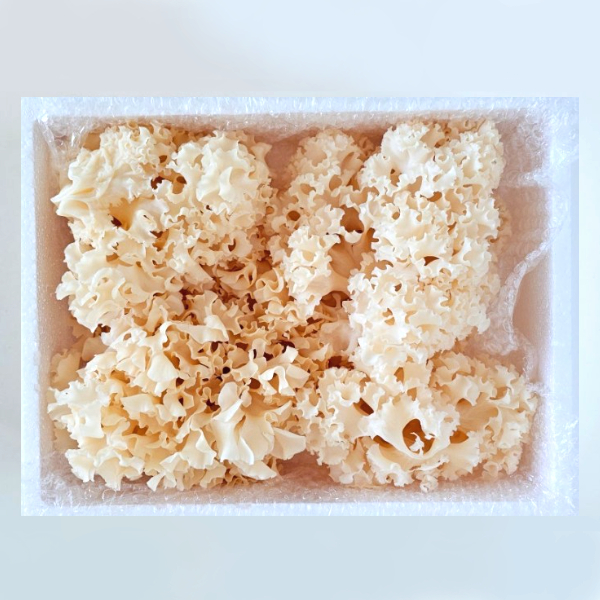 베타글루칸 꽃송이버섯 부모님 건강 선물 답례품 명절 추석 500g, 1개 - 상세 이미지 4