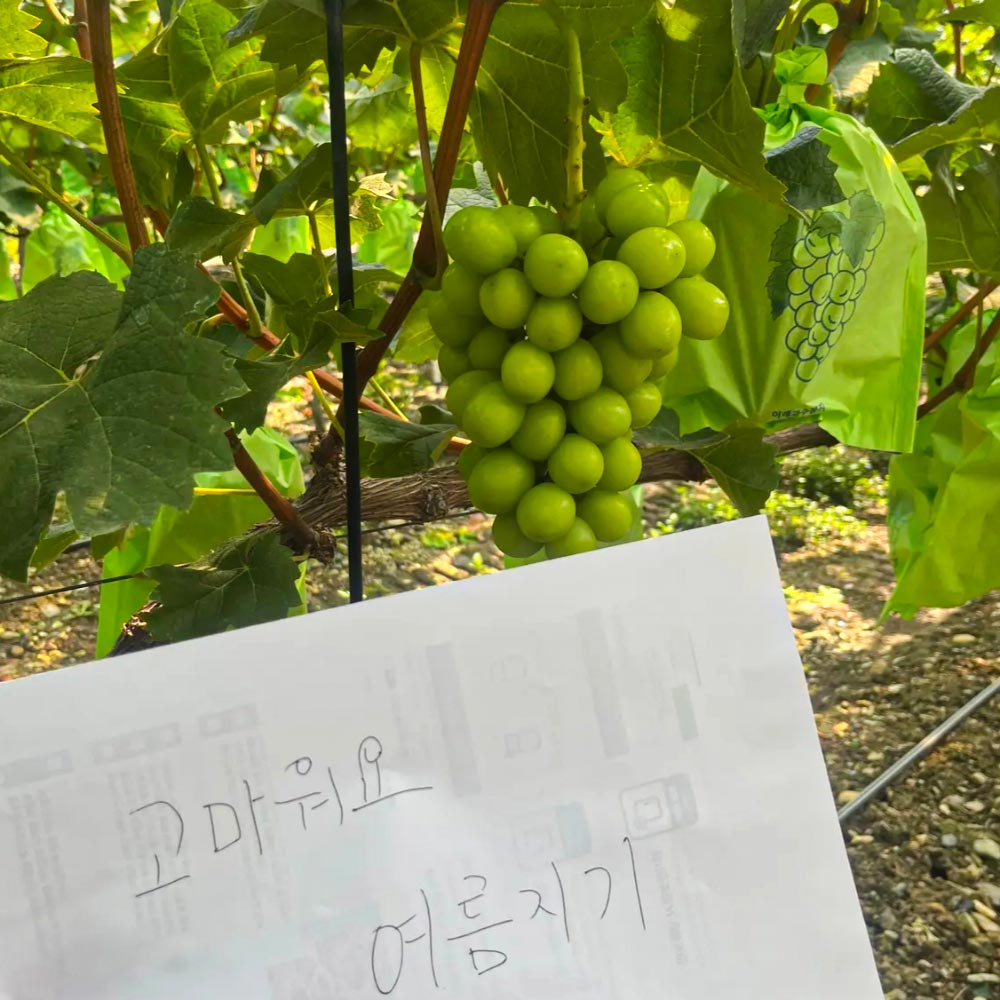 고당도 특품 프리미엄 샤인머스켓 씨없는 경북 제철 청포도 2kg 4kg - 상세 이미지 4