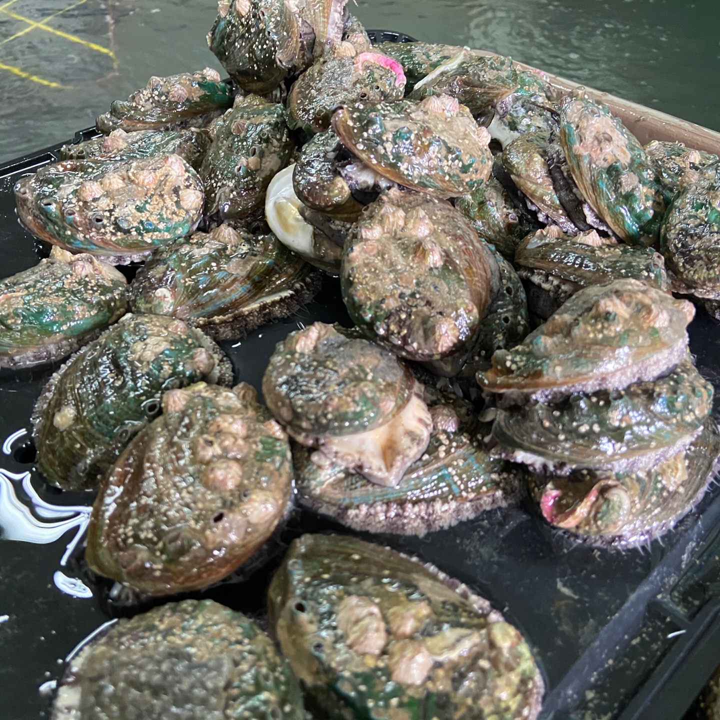 산지직송 완도 활 전복 1kg 산소포장 선물세트 추석선물 - 상세 이미지 2