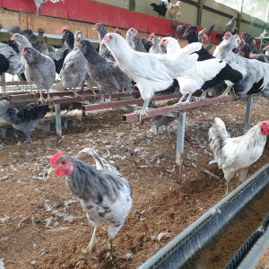 난각번호 1번 청계란 꾸지뽕 먹고자란 자유방사 청계 유정란 프리미엄 청란... 맛있게 먹은 솔직 후기 - 상품 이미지 3