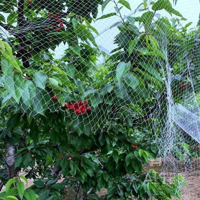 조류망 식물 그물망 블루베리 새망 새그물 텃밭 농사용 10x50m (2.5메쉬) - 상세 이미지 3