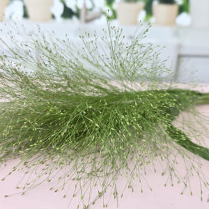 유스풀몰 페니쿰 생화 꽃 택배 꽃배달 싼곳 솔직 후기 | 실사용자 리뷰 분석 - 상품 이미지 3