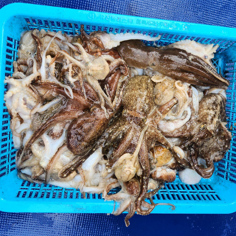 마리수 쭈갑채비 갑오징어 주꾸미 채비 3개 - 상세 이미지 5