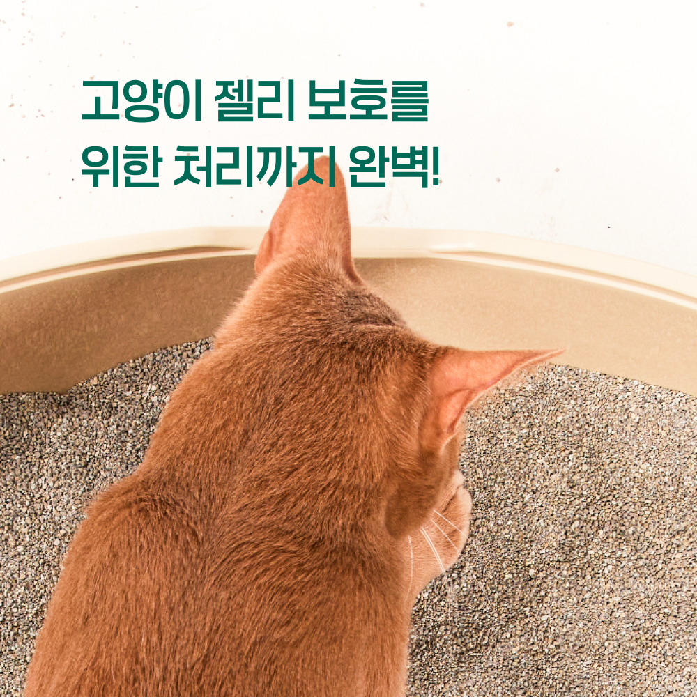 펫츠놀로지 고양이 편백 하이브리드 샌드 응고형 벤토나이트 6kg, 2개 - 상세 이미지 5