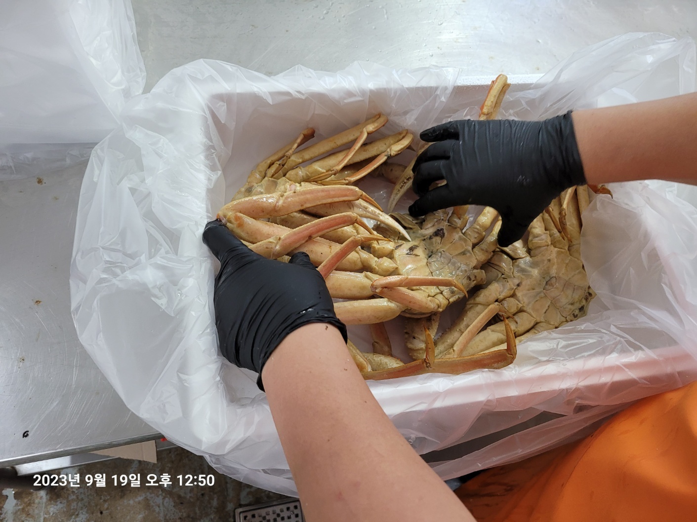 자숙 대게 쪄서와 바로먹는 5.001kg, 1개 - 상세 이미지 5