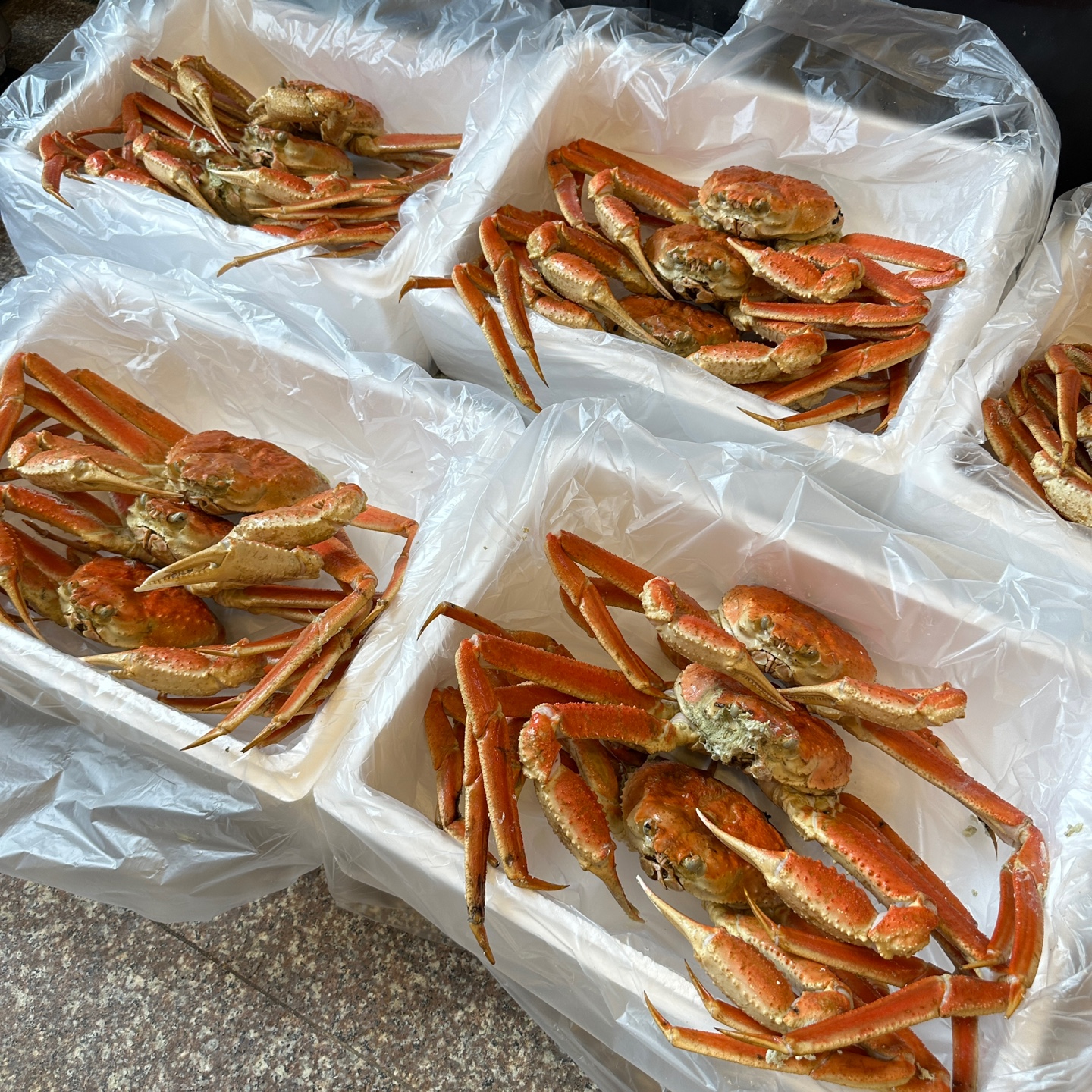 자숙 대게 쪄서와 바로먹는 5.001kg, 1개 이미지 6