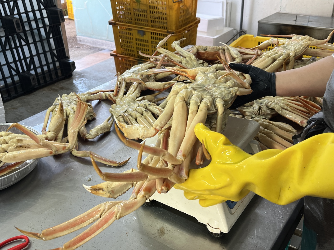 자숙 대게 쪄서와 바로먹는 5.001kg, 1개 - 상세 이미지 4