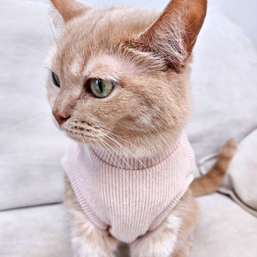 고양이옷 겨울 실내복 포근하고 따뜻한 기본 크롭 기모 골지 니트