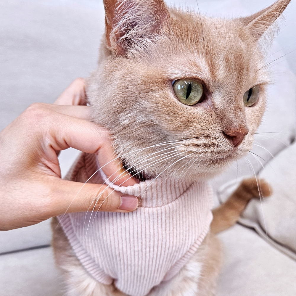 고양이옷 겨울 실내복 포근하고 따뜻한 기본 크롭 기모 골지 니트