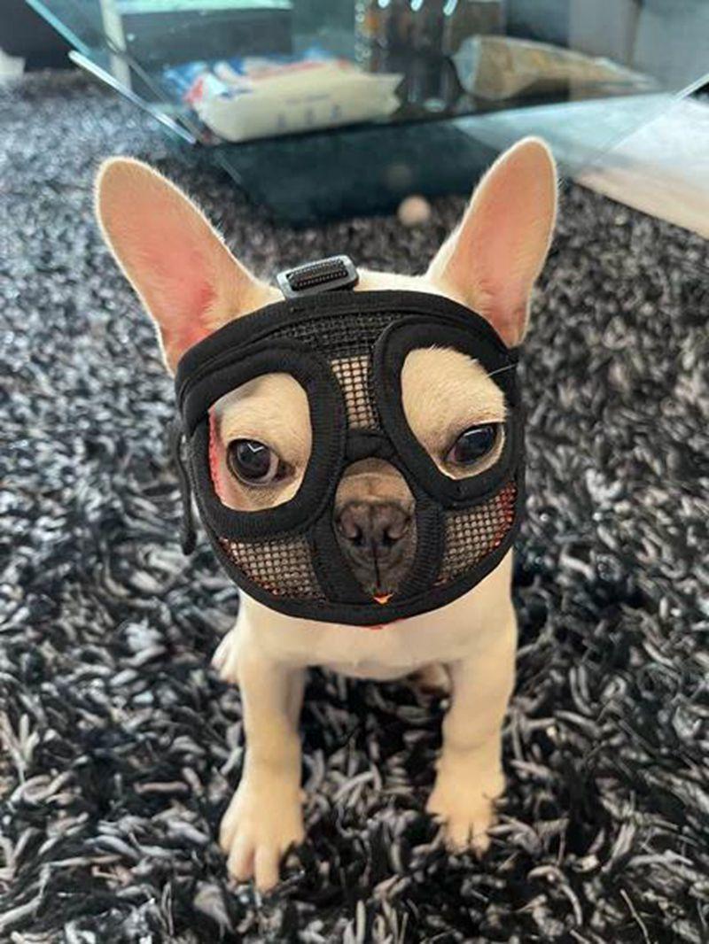 강아지 고양이 입마개 대형견 중형견 애견 개 퍼그 불독 블랙 S - 상세 이미지 5