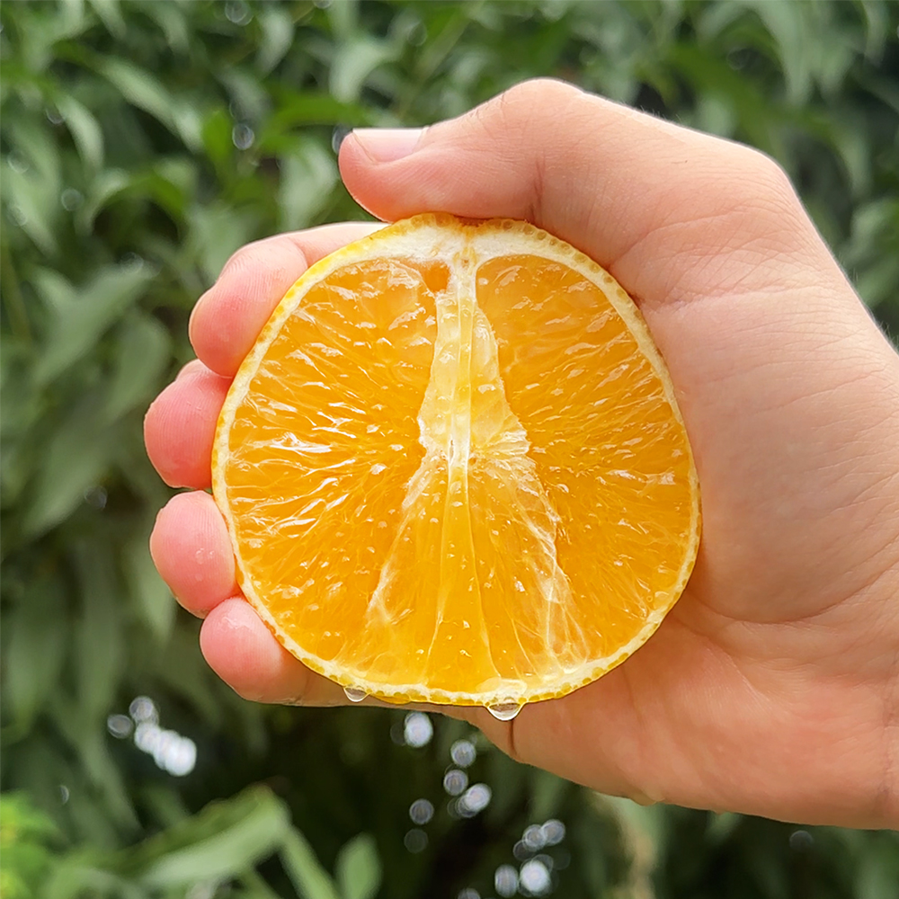 제주 황금향 가정용 2kg 5kg 중소과 실중량 - 메인 이미지