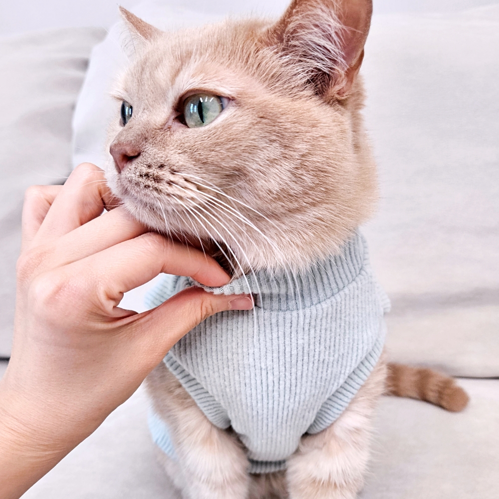 고양이옷 겨울 실내복 포근하고 따뜻한 기본 크롭 기모 골지 니트