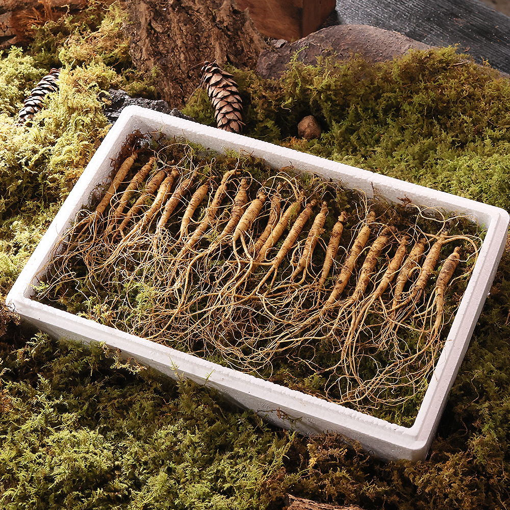 진삼애 강원도 산양삼 선물세트 김성태 산양삼 20뿌리 5~6년근 장뇌삼 무농약 산양산삼 제품 이미지