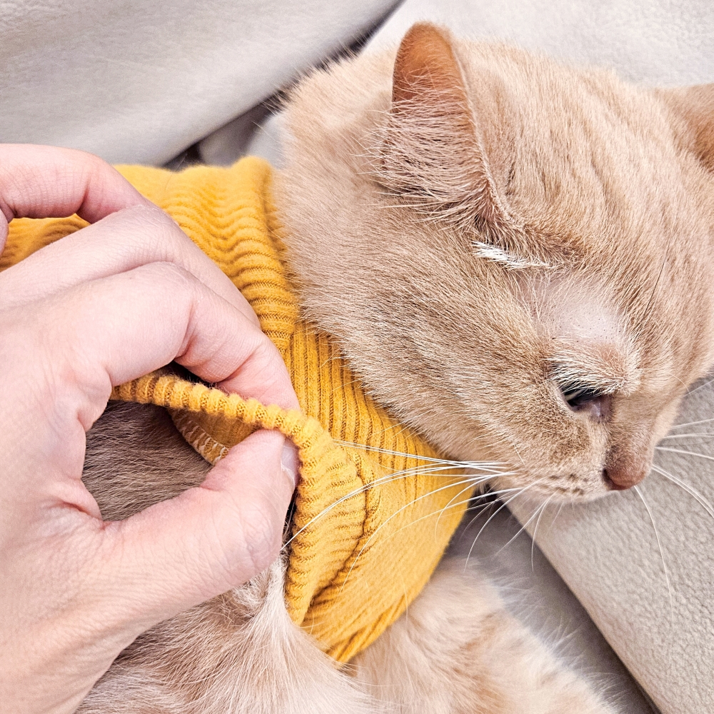 고양이옷 겨울 실내복 포근하고 따뜻한 기본 크롭 기모 골지 니트